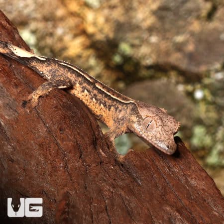 Baby Crested Gecko #4 (Correlophus ciliatus) For Sale - Underground Reptiles