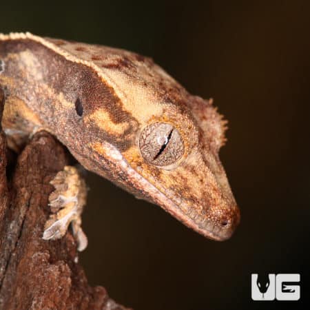 Baby Crested Gecko #5 (Correlophus ciliatus) For Sale - Underground Reptiles