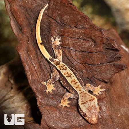 Baby Calico Partial Pinstripe Crested Gecko (Correlophus ciliatus) For Sale - Underground Reptiles