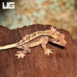 Baby Calico Partial Pinstripe Crested Gecko (Correlophus ciliatus) For Sale - Underground Reptiles