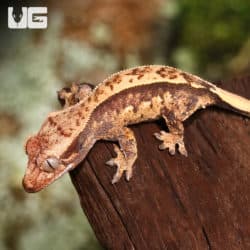 Baby Crested Gecko #5 (Correlophus ciliatus) For Sale - Underground Reptiles