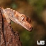 Baby White Wall Full Pinstripe Crested Gecko (Correlophus ciliatus) For Sale - Underground Reptiles