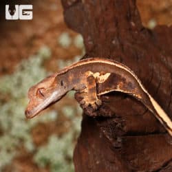 Baby White Wall Full Pinstripe Crested Gecko (Correlophus ciliatus) For Sale - Underground Reptiles