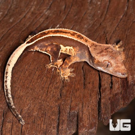 Baby White Wall Full Pinstripe Crested Gecko (Correlophus ciliatus) For Sale - Underground Reptiles
