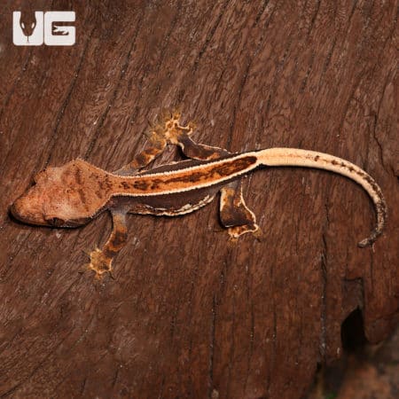 Baby White Wall Full Pinstripe Crested Gecko (Correlophus ciliatus) For Sale - Underground Reptiles