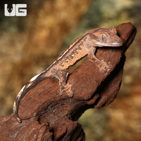 Baby Crested Gecko #7 (Correlophus ciliatus) For Sale - Underground Reptiles