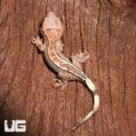 Baby Crested Gecko #7 (Correlophus ciliatus) For Sale - Underground Reptiles