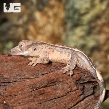 Harlequin partial pinstripe crested gecko resting on a branch, showcasing vibrant colors and unique.