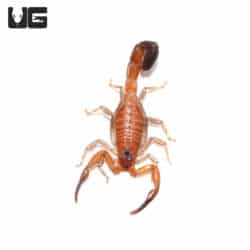 Cuban Blue Scorpions (rhopalurus junceus) For Sale - Underground Reptiles