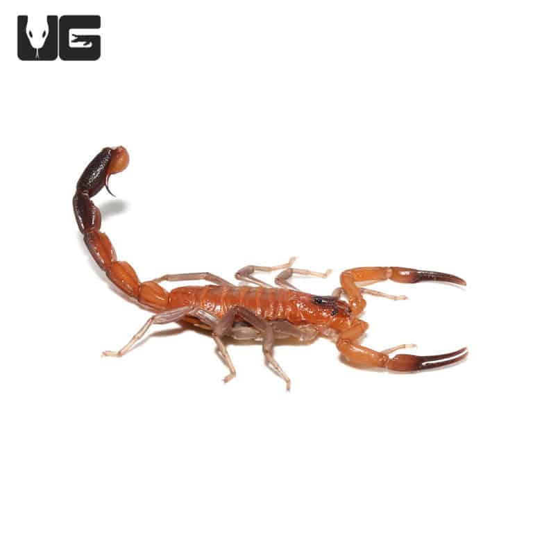 Cuban Blue Scorpions (rhopalurus junceus) For Sale Underground Reptiles