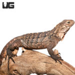 Cuban Rock Iguana Hybrid (Cyclura nubila) For Sale - Underground Reptiles