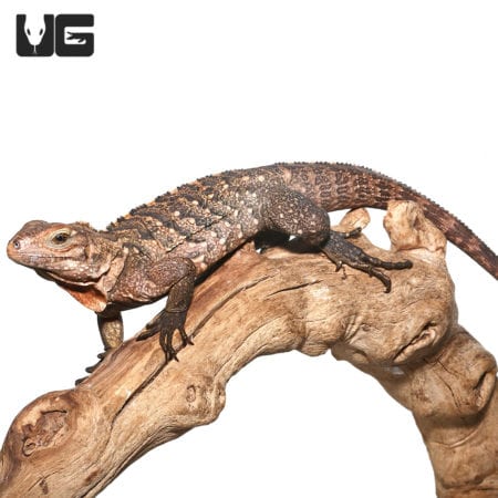 Cuban Rock Iguana Hybrid (Cyclura nubila) For Sale - Underground Reptiles