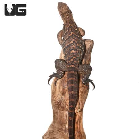 Hybrid Cuban Rock Iguana on wood log.