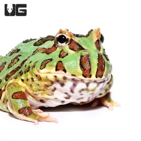 Green Pacman Frogs (Ceratophrys cranwelli) For Sale - Underground Reptiles