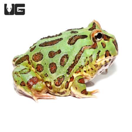 Green Pacman Frogs (Ceratophrys cranwelli) For Sale - Underground Reptiles