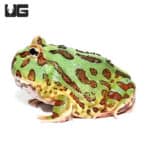 Green Pacman Frogs (Ceratophrys cranwelli) For Sale - Underground Reptiles
