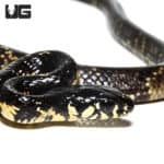 Hatchling Surname Tiger Ratsnake(Spilotes pullatus) For Sale - Underground Reptiles
