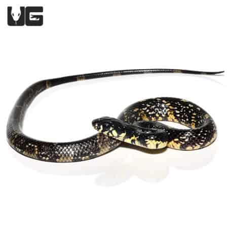 Tiger Ratsnakes For Sale - Underground Reptiles