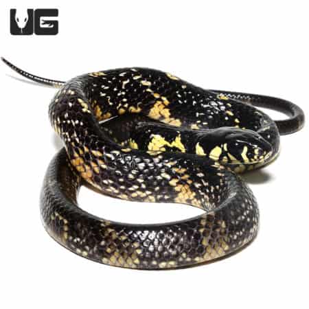 Suriname Tiger Ratsnake hatchling with black and yellow pattern.