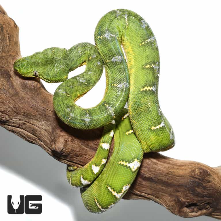 Emerald Tree Boas For Sale Underground Reptiles