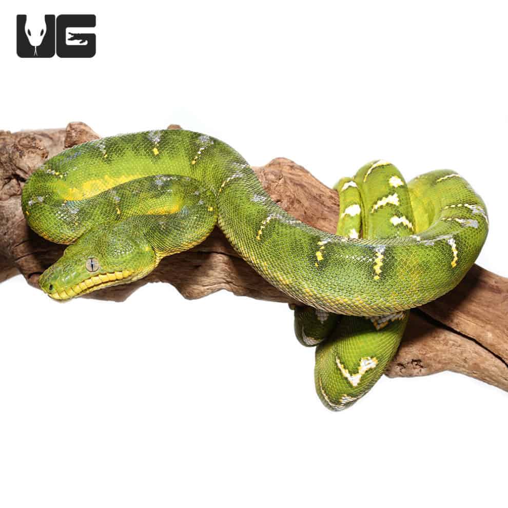 High Yellow Emerald Tree Boa (Corallus caninus) For Sale - Underground ...