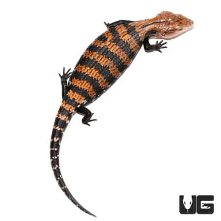 Close-up of a Halmahera Blue Tongue Skink with distinctive orange and black striped pattern.
