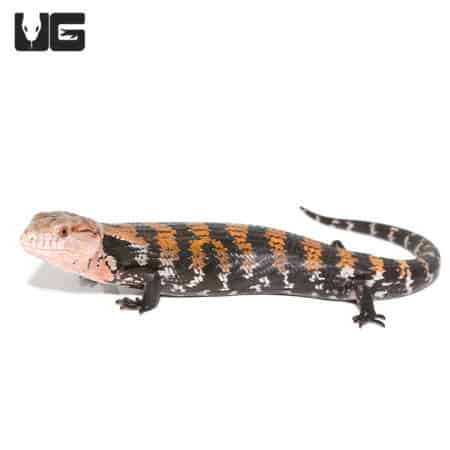 Juvenile Halmahera Blue Tongue Skink #2 (Tiliqua gigas) For Sale - Underground Reptiles