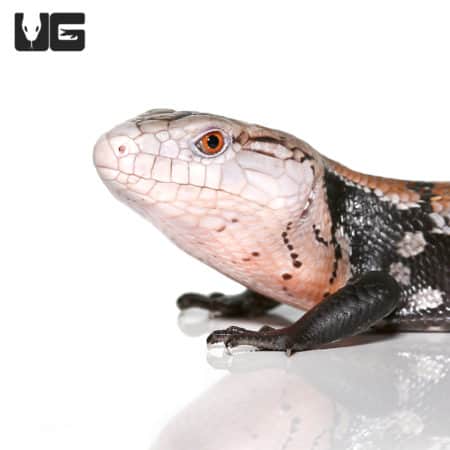 Juvenile Halmahera Blue Tongue Skink #3 (Tiliqua gigas) For Sale - Underground Reptiles
