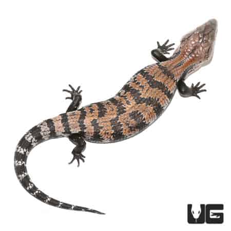 Juvenile Halmahera Blue Tongue Skink #3 (Tiliqua gigas) For Sale - Underground Reptiles