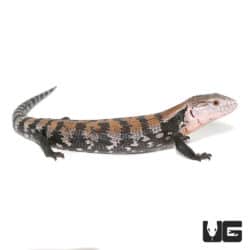 Juvenile Halmahera Blue Tongue Skink #3 (Tiliqua gigas) For Sale - Underground Reptiles