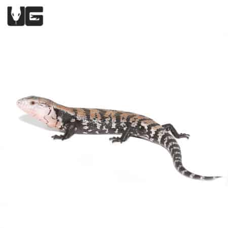 Juvenile Halmahera Blue Tongue Skink #3 (Tiliqua gigas) For Sale - Underground Reptiles