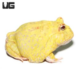 Juvenile Super Pikachu Pacman Frog (Ceratophrys cranwelli) for sale - Underground Reptiles
