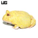 Juvenile Super Pikachu Pacman Frog (Ceratophrys cranwelli) for sale - Underground Reptiles