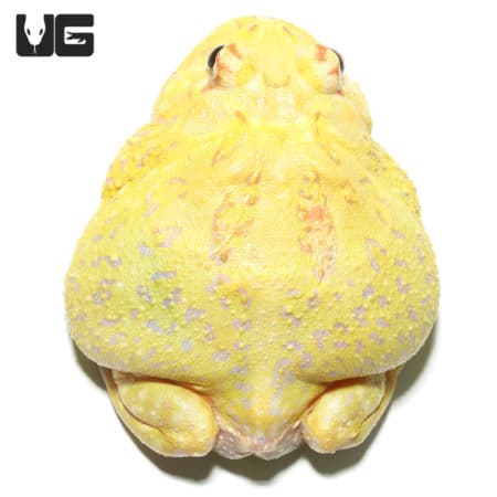 Juvenile Super Pikachu Pacman Frog (Ceratophrys cranwelli) for sale - Underground Reptiles