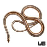 Lined Ground Snake (Lygophis lineatus) For Sale - Underground Reptiles