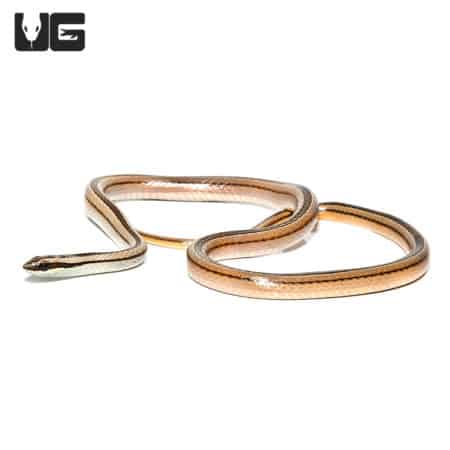 Lined Ground Snake (Lygophis lineatus) For Sale - Underground Reptiles