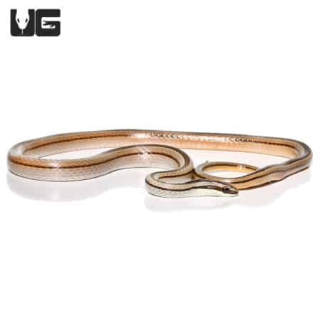 Lined Ground Snake (Lygophis lineatus) For Sale - Underground Reptiles