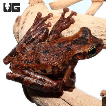 Manaus Slender-Legged Tree Frog (Hyla versicolor) for sale - Underground Reptiles