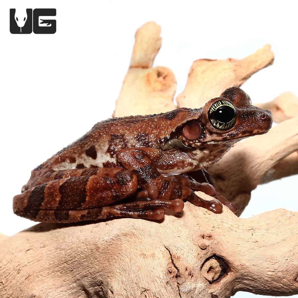 Grey Tree Frog for sale - Underground Reptiles