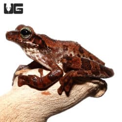 Manaus Slender-Legged Tree Frog (Hyla versicolor) for sale - Underground Reptiles