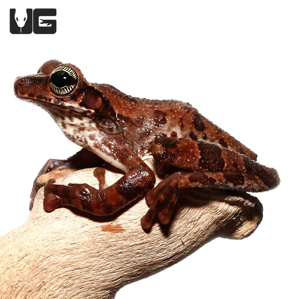 Tree Frogs For Sale - Underground Reptiles