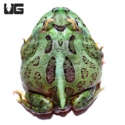Matcha Pacman Frogs (Ceratophrys cranwelli) for sale - Underground Reptiles