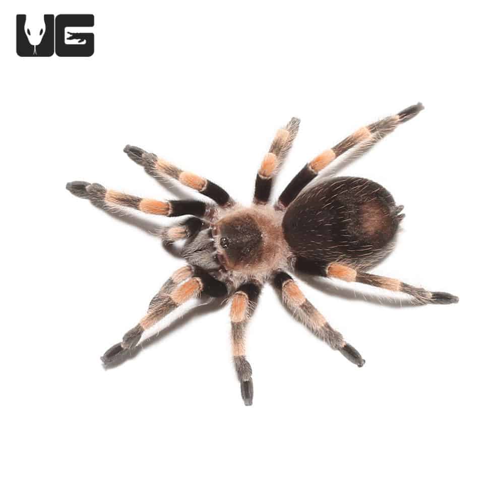 Mexican Red Knee Tarantulas (Brachypelma hamorii) For Sale Underground Reptiles