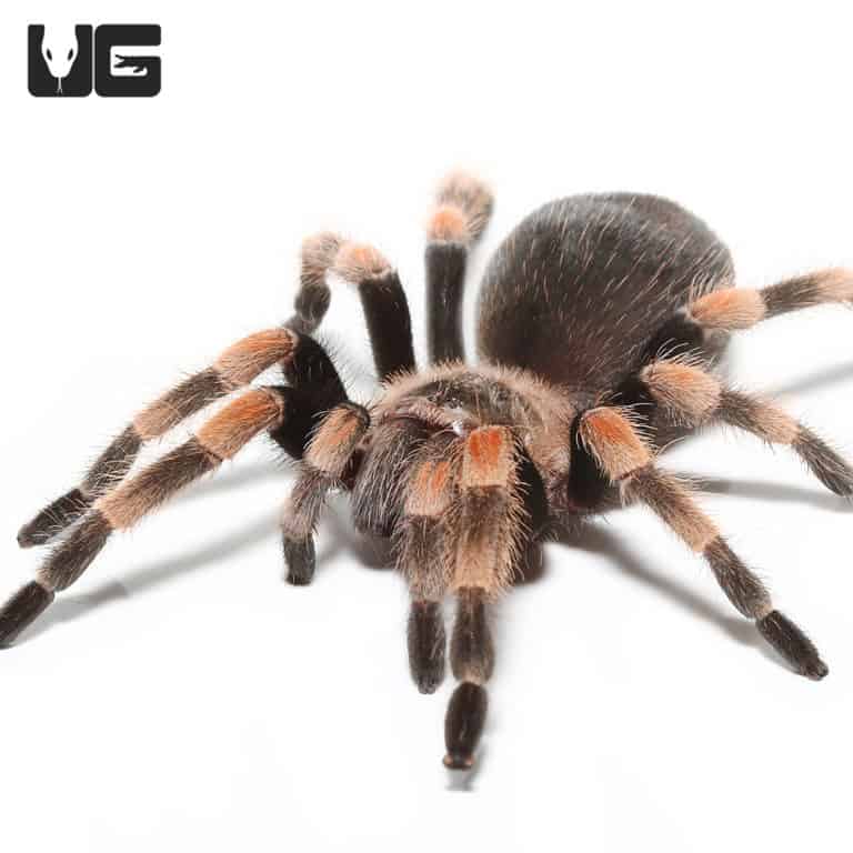 Mexican Red Knee Tarantulas (Brachypelma Hamorii) For Sale ...