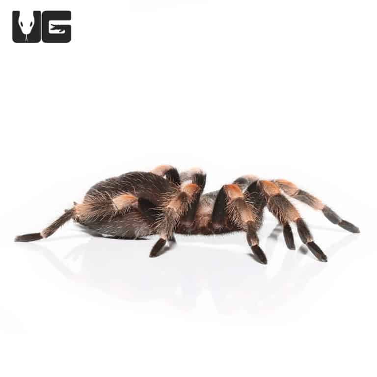 Mexican Red Knee Tarantulas (Brachypelma Hamorii) For Sale ...