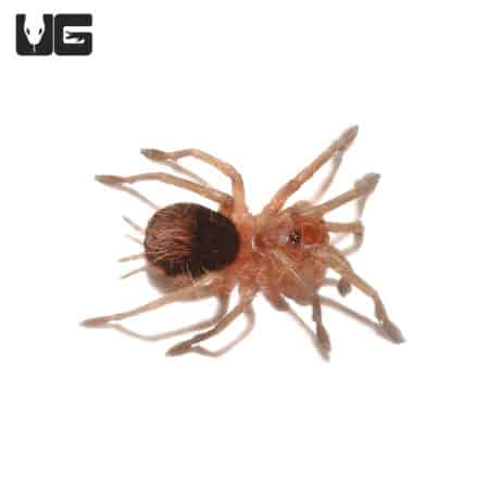 Mirador Giant Birdeater Tarantula (Pamphobeteus Sp. 'marador') For sale - Underground Reptiles