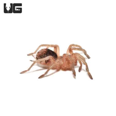 Mirador Giant Birdeater Tarantula (Pamphobeteus Sp. 'marador') For sale - Underground Reptiles