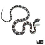 Baby Anery Cornsnakes (Pantherophis guttatus) For Sale - Underground Reptiles