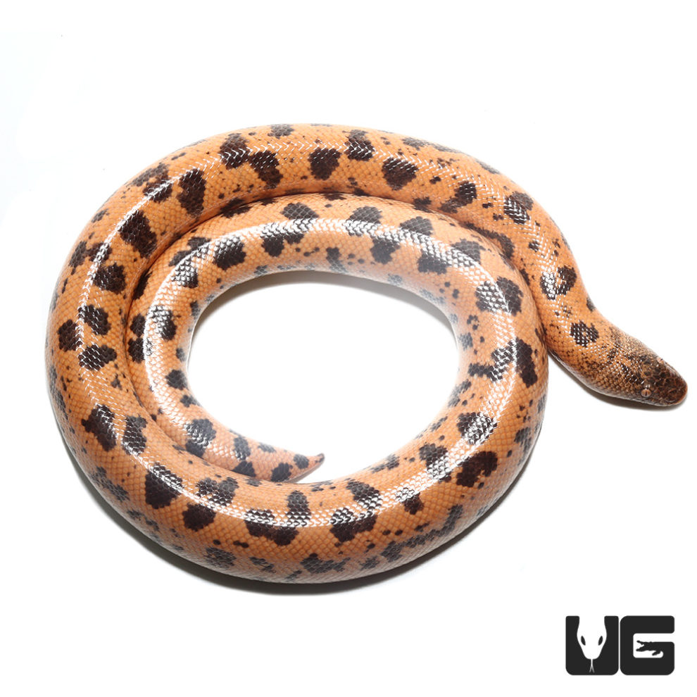 High Gold Saharan Sand Boas (Eryx muelleri) For Sale Underground Reptiles