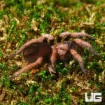 Baby Curly Haired Tarantula (Brachypelma albopilosum) For Sale - Underground Reptiles